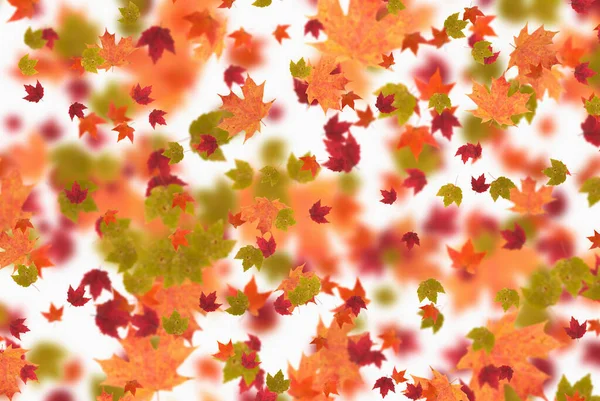 Autumn Colorful Leaves Nature Fall Background Creative Layout Season Pattern — Stock Photo, Image