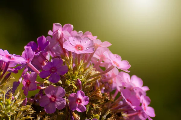 Belles Fleurs Fleurs Sur Fond Lumineux Ensoleillé Flou Nature Conte — Photo