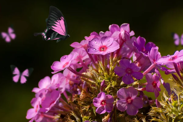 Mooie Bloeiende Bloemen Lente Zomer Tuin Vliegende Vlinders Wazig Zonnige — Stockfoto