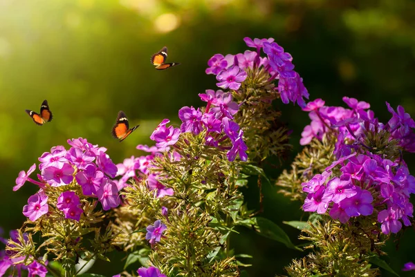 Mooie Bloeiende Bloemen Lente Zomer Tuin Vliegende Vlinders Wazig Zonnige — Stockfoto