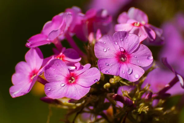 Mooie Bloeiende Bloemen Wazig Zonnige Glanzende Achtergrond Sprookjesachtige Natuur Lente — Stockfoto