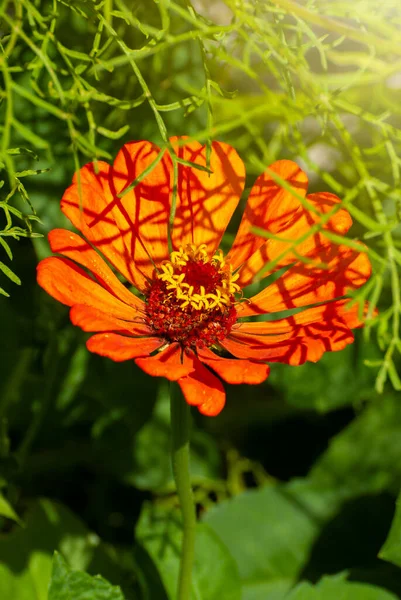 Bulanık Güneşli Parlak Arka Planda Güzel Çiçekler Peri Masalı Doğası — Stok fotoğraf