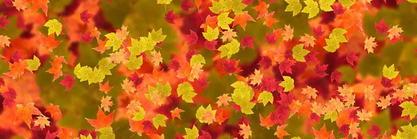 Herfst Kleurrijke Bladeren Natuur Valt Terug Creatieve Indeling Seizoen Patroon — Stockfoto