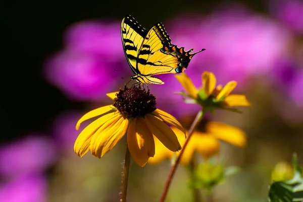 Mooie Bloeiende Bloem Lente Zomer Tuin Vliegende Vlinder Wazig Zonnige — Stockfoto