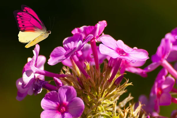 Mooie Bloeiende Bloemen Lente Zomer Tuin Vliegende Vlinder Wazig Zonnige — Stockfoto