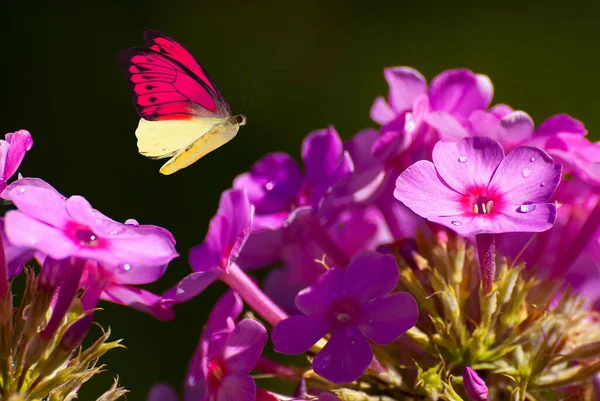 Mooie Bloeiende Bloemen Lente Zomer Tuin Vliegende Vlinder Wazig Zonnige — Stockfoto