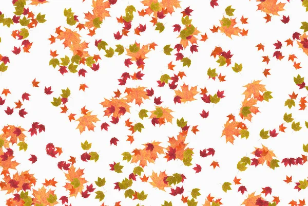 Herfst Kleurrijke Bladeren Natuur Valt Terug Creatieve Indeling Seizoen Patroon — Stockfoto