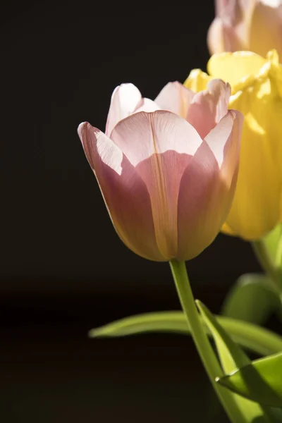 Tulpen Sonnenlicht Aus Nächster Nähe — Stockfoto