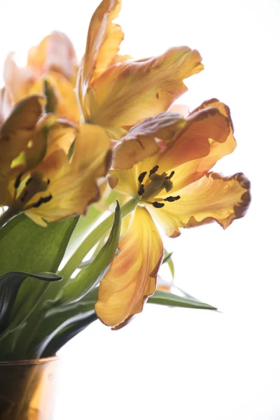 Yellow Tulips Close — Stock Photo, Image