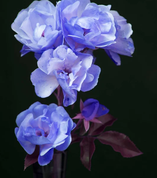 purple roses in dark room