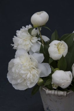 karanlık bir arka plan üzerinde vazoda beyaz peonies