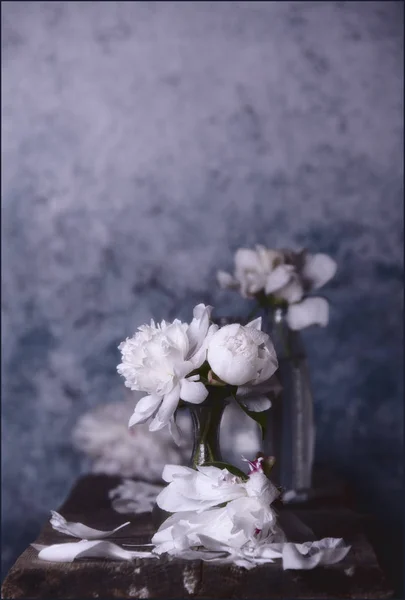 深色背景花瓶中的白色牡丹花 — 图库照片