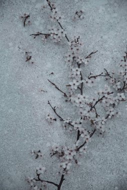 çiçek açan şube üstten görünüm 