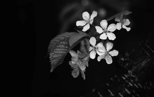 Virágzó Ága Felülnézet — Stock Fotó