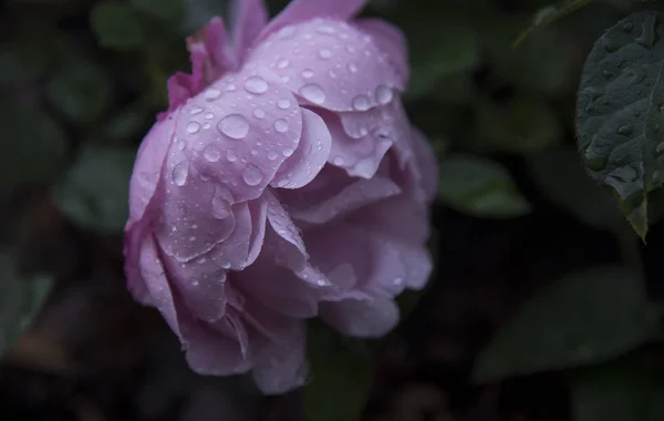 Peônia Árvore Rosa Jardim Verão — Fotografia de Stock