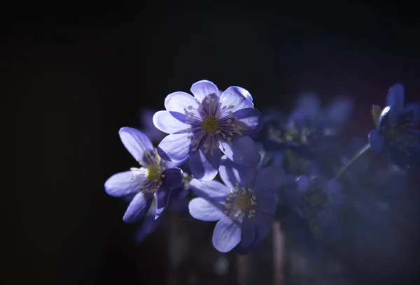 Hepatica Virágot Sötét Háttér Közelről — Stock Fotó