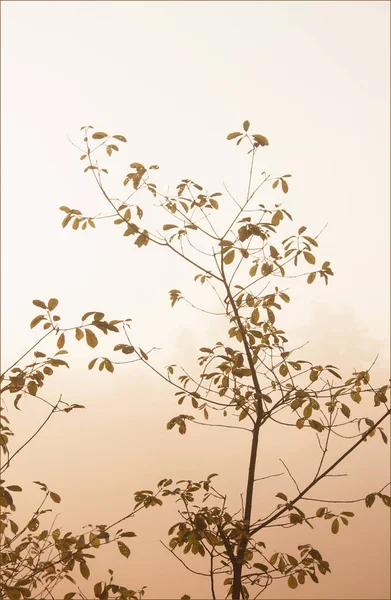 Primo Piano Rami Albero Con Foglie Sfondo Chiaro — Foto Stock