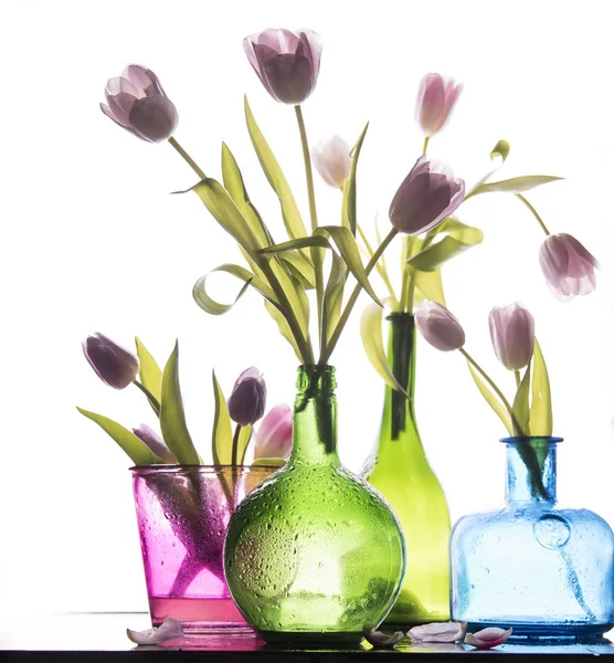 Tulipanes Frescos Diferentes Jarrones Colores Sobre Fondo Blanco — Foto de Stock