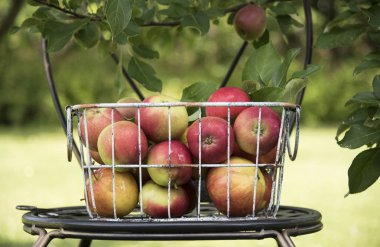 elma metal sepet açık havada yakın çekim