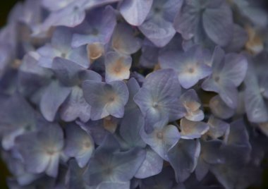 arka plan olarak mavi HORTENSIA çiçekler