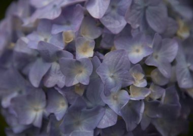 arka plan olarak mavi HORTENSIA çiçekler