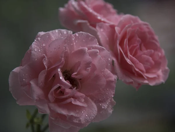 Primer Plano Rosas Rosadas Con Rocío Sobre Pétalos — Foto de Stock