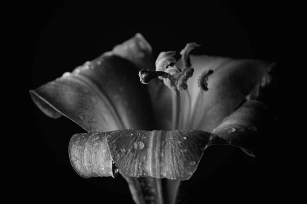 Monochromes Foto Von Lilienblüte Mit Tau Auf Blütenblättern — Stockfoto