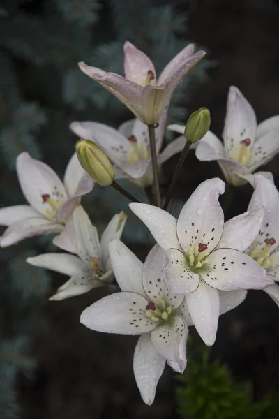 Gros Plan Fleurs Lys Blanc Avec Rosée Sur Les Pétales — Photo