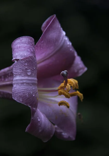 Aproape Floarea Crin Violet Roua Petale — Fotografie, imagine de stoc