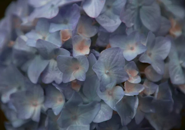 Azul Hortensia Flores Como Fondo — Foto de Stock