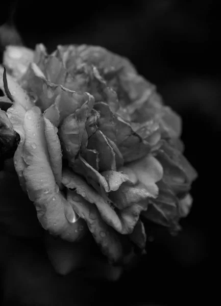 Fekete Fehér Fénykép Rose Harmat Szirmok — Stock Fotó
