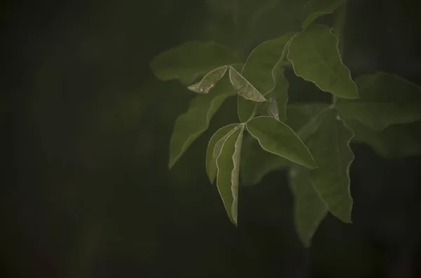 Nahaufnahme Von Grünen Blättern Auf Dunklem Hintergrund — Stockfoto