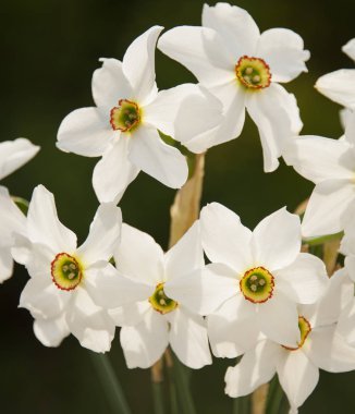 Beyaz nergis çiçekleri yakın çekim