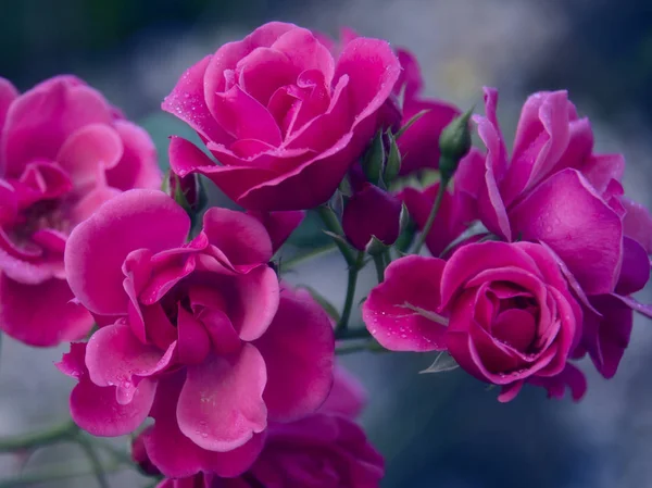 Närbild Rosa Rosor Med Dagg Kronblad — Stockfoto