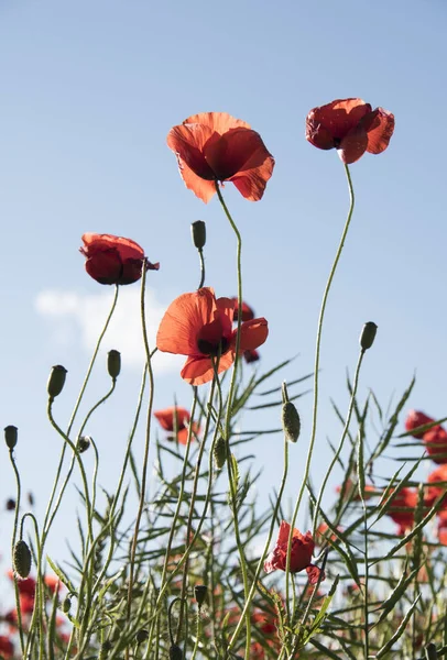 Primo Piano Fiori Papavero Sfondo Cielo Blu — Foto Stock