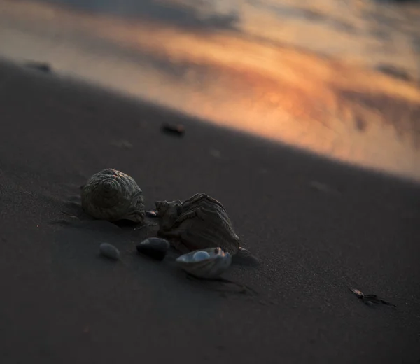 Κοντινό Πλάνο Κοχυλιών Μαργαριτάρι Στην Άμμο — Φωτογραφία Αρχείου