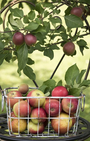 Nahaufnahme Von Äpfeln Metallkorb Freien — Stockfoto