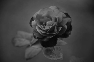 çiy ile pembe gül yaprakları üzerinde Kapat