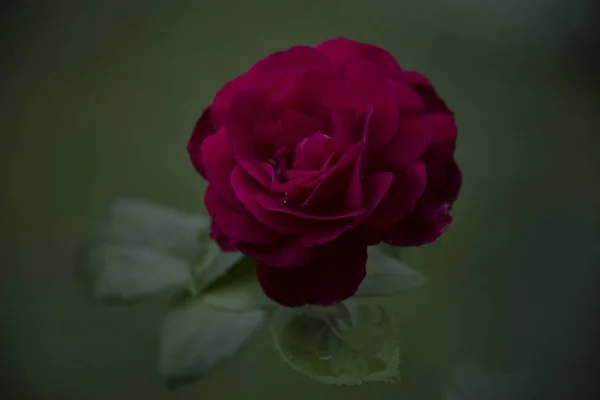 Nahaufnahme Von Rosa Rose Mit Tau Auf Blütenblättern — Stockfoto