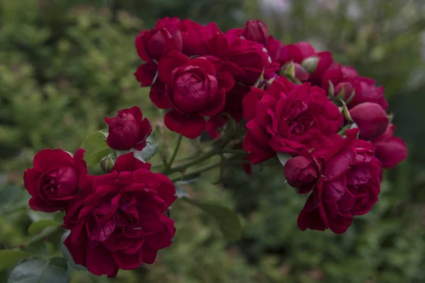 Närbild Rosa Rosor Med Dagg Kronblad — Stockfoto