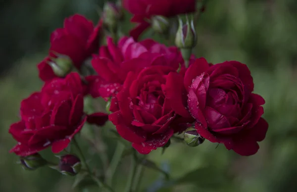 Närbild Rosa Rosor Med Dagg Kronblad — Stockfoto