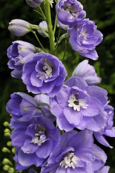 Närbild Blå Blommor Utomhus — Stockfoto