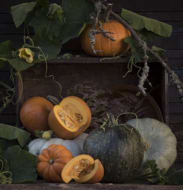 Kompozisyon farklı kabaklar ve bitki dalları 