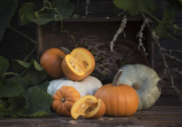 Composition of different pumpkins and plant branches