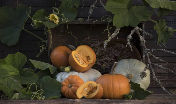 Composition of different pumpkins and plant branches