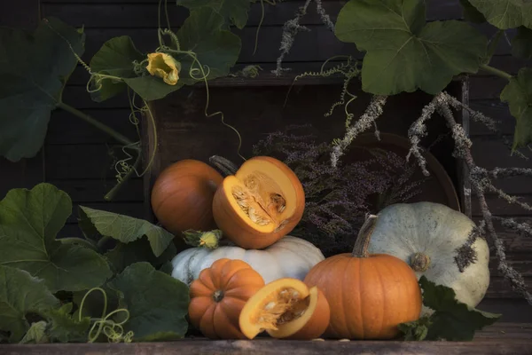 Composition of different pumpkins and plant branches