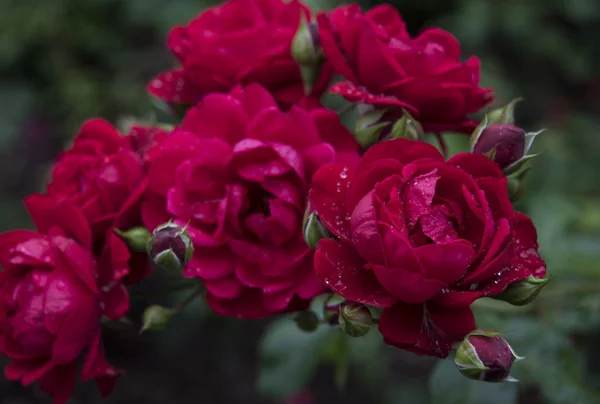 Primer Plano Rosas Rosadas Con Rocío Sobre Pétalos — Foto de Stock