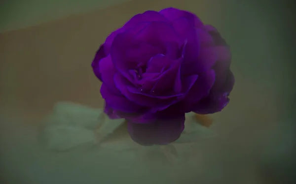 Lila Rózsa Fejét Elmosódott Háttér Közelről — Stock Fotó
