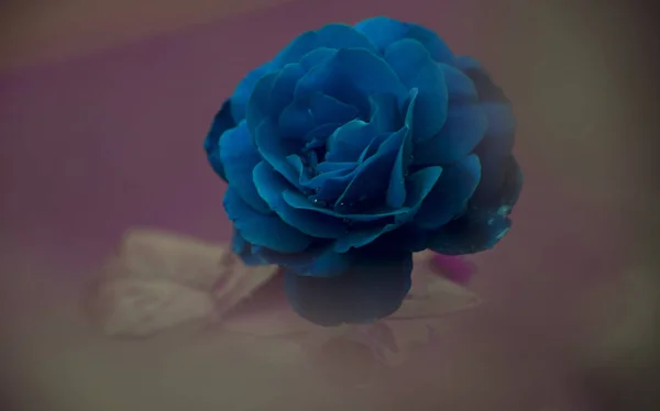 Nahaufnahme Von Blauem Rosenkopf Auf Verschwommenem Hintergrund — Stockfoto