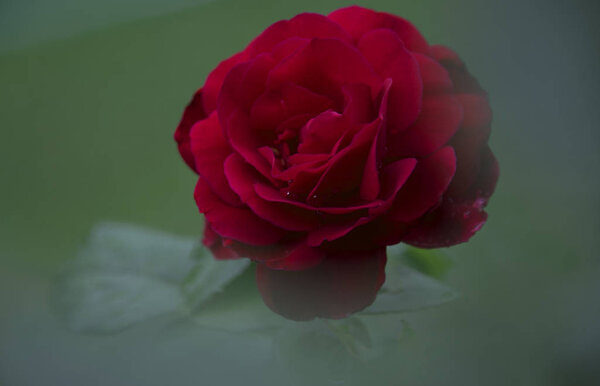 Close up of red rose head on blurred background